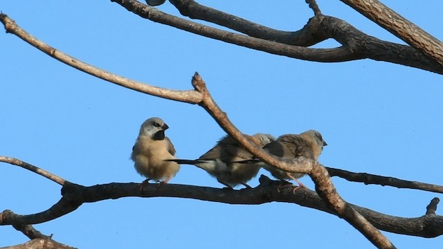 Long-tailed Finch - ML595408021