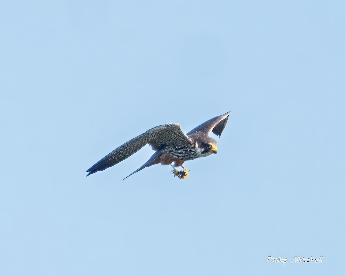 Eurasian Hobby - ML595408361