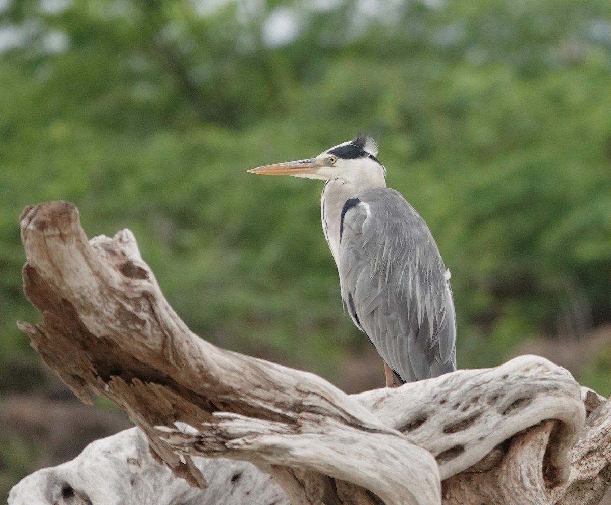 Gray Heron - ML595408461