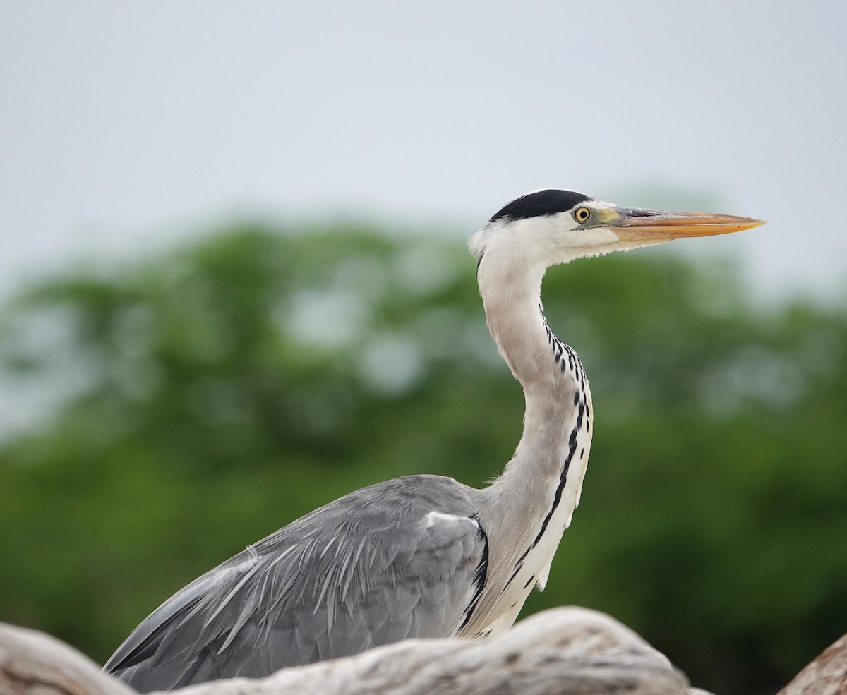 Gray Heron - ML595408471