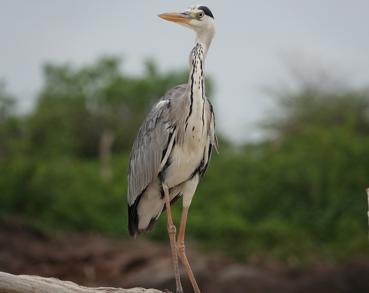 Gray Heron - ML595408481