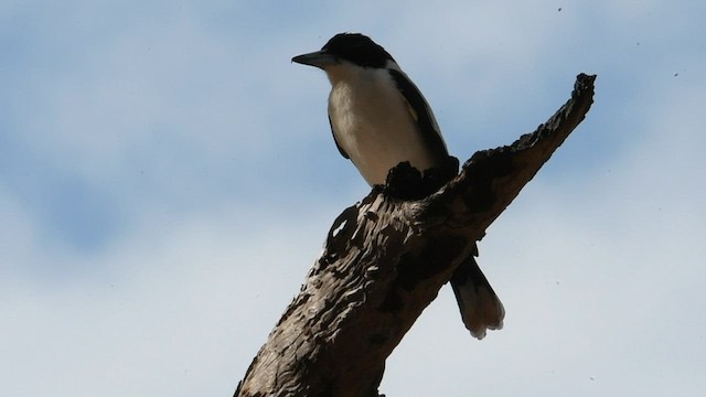 Silver-backed Butcherbird - ML595408741