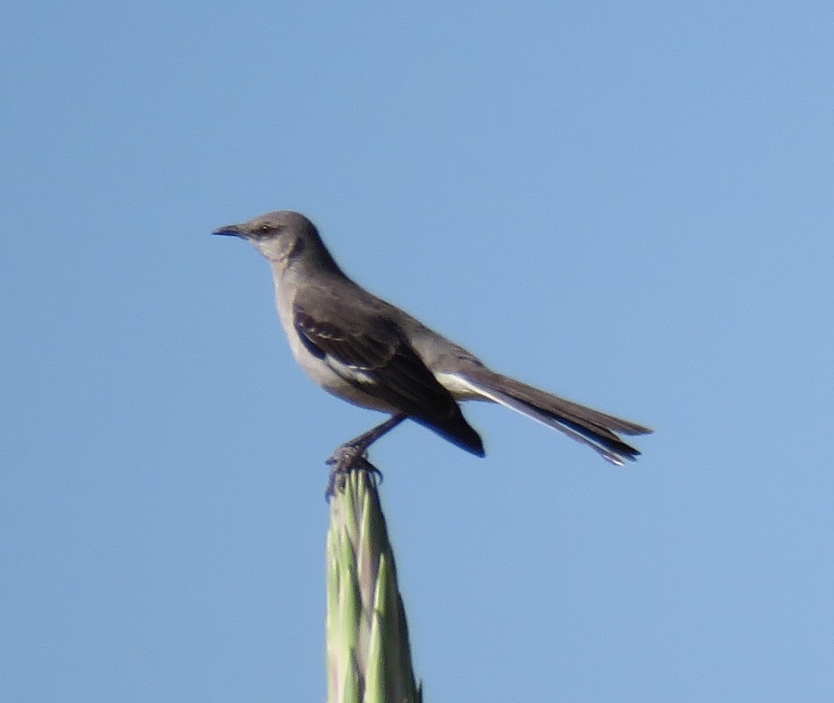 Northern Mockingbird - ML595408851