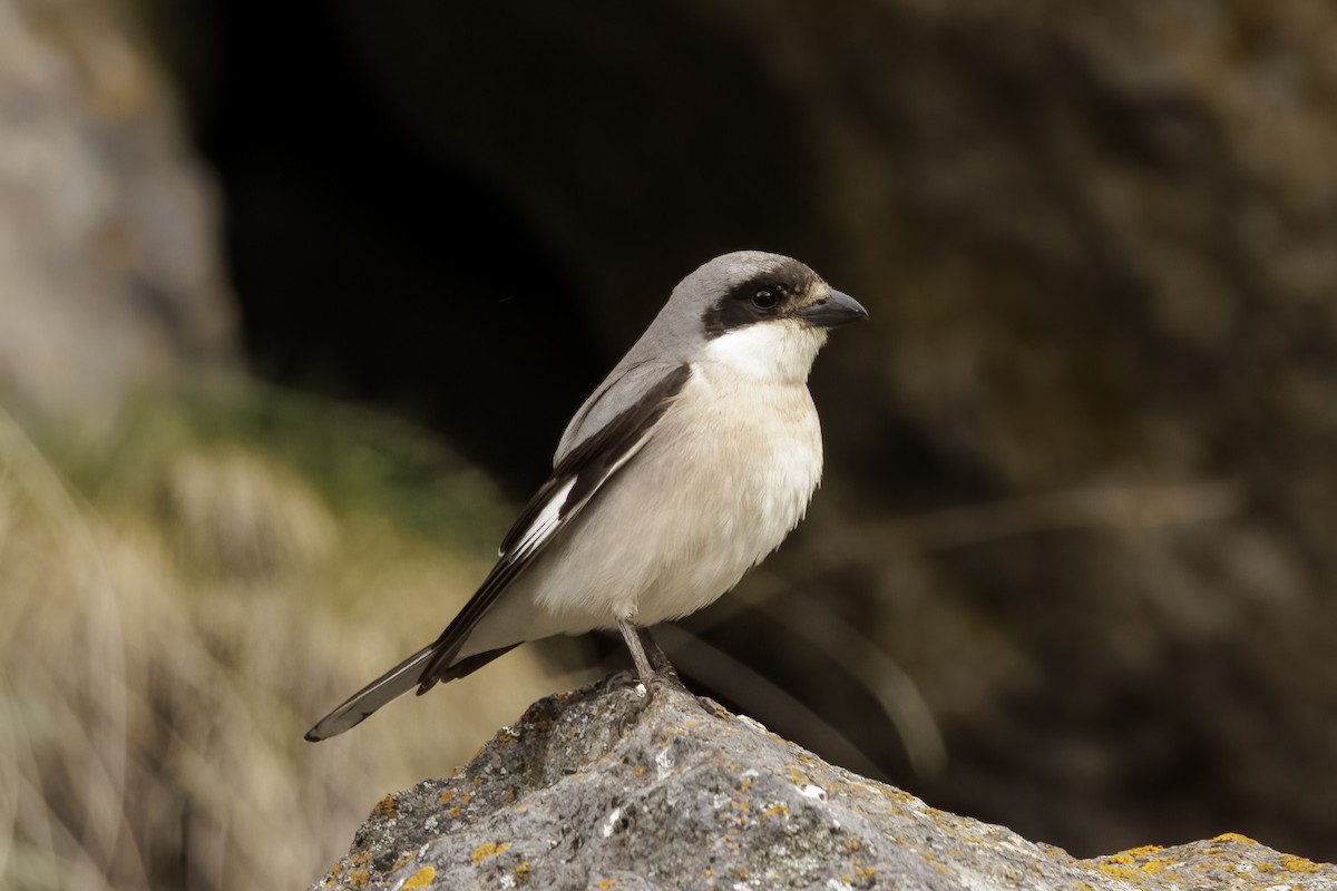 Lesser Gray Shrike - ML595408981