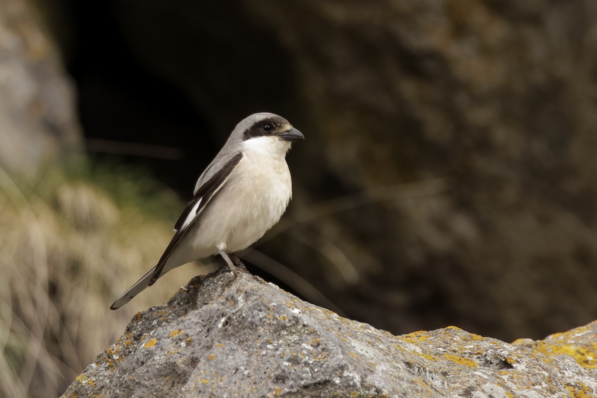 Lesser Gray Shrike - ML595408991