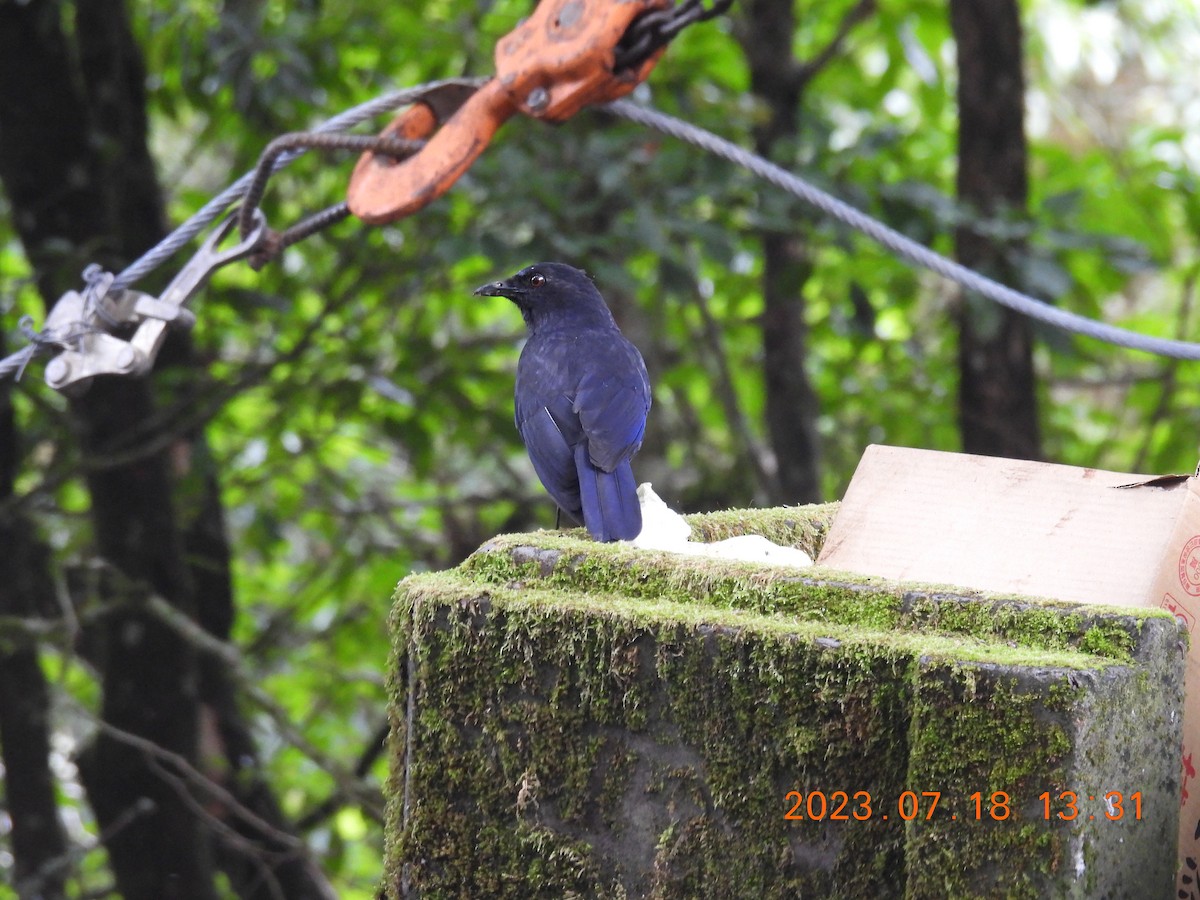 Taiwan Whistling-Thrush - ML595409211