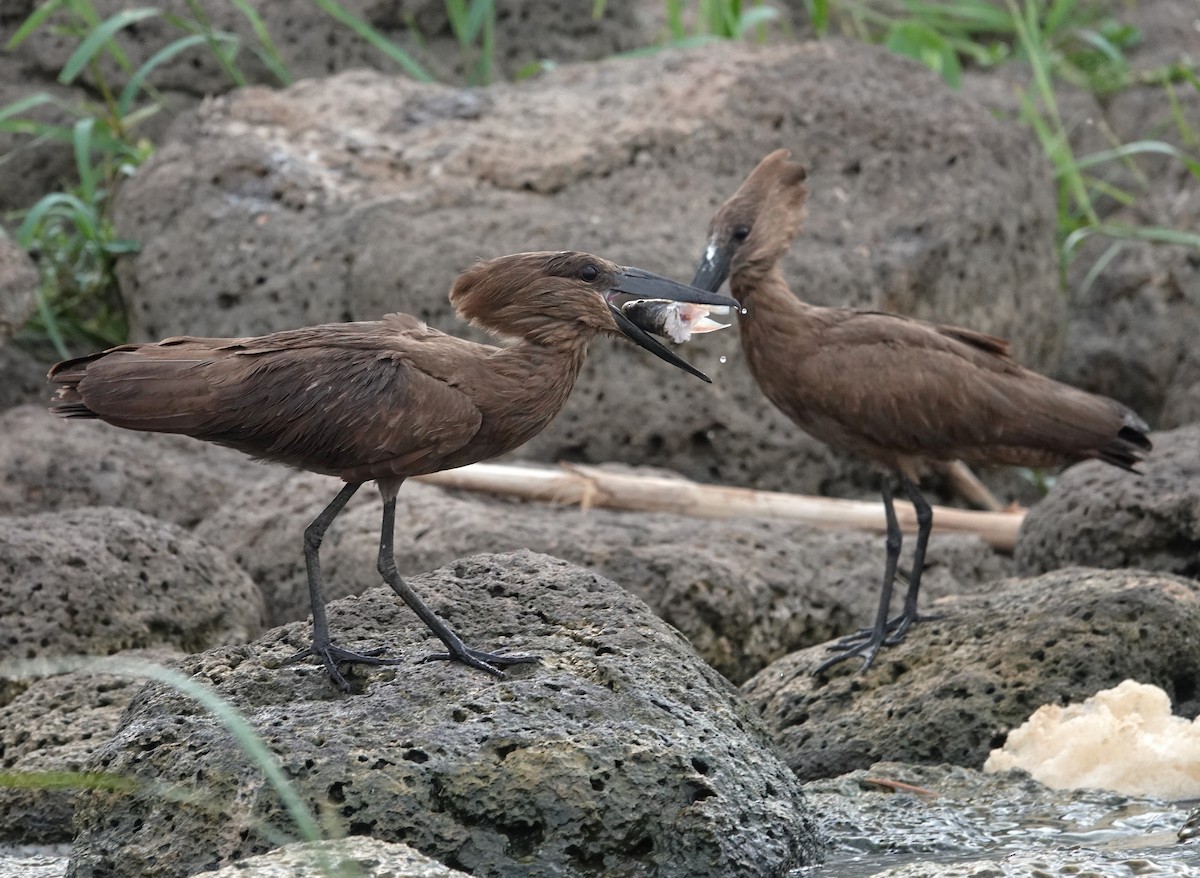 Hamerkop - ML595409311