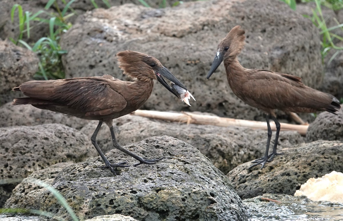 Hamerkop - ML595409321