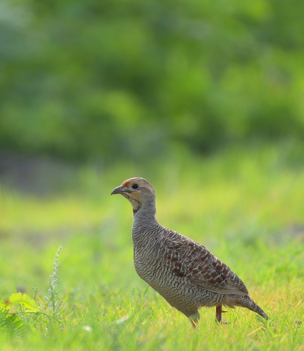 Gray Francolin - ML595409491