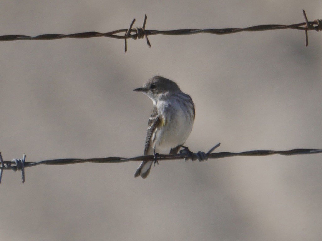 Yellow-rumped Warbler - ML595410141