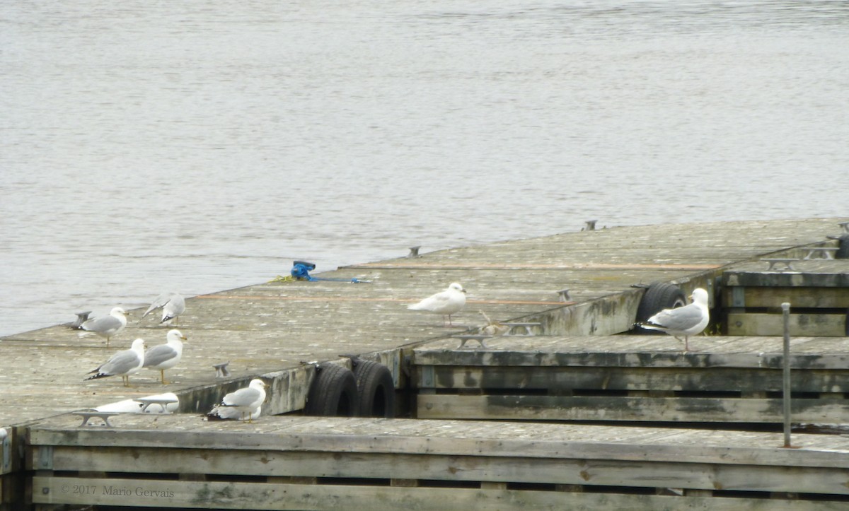 Iceland Gull (kumlieni/glaucoides) - ML59541031