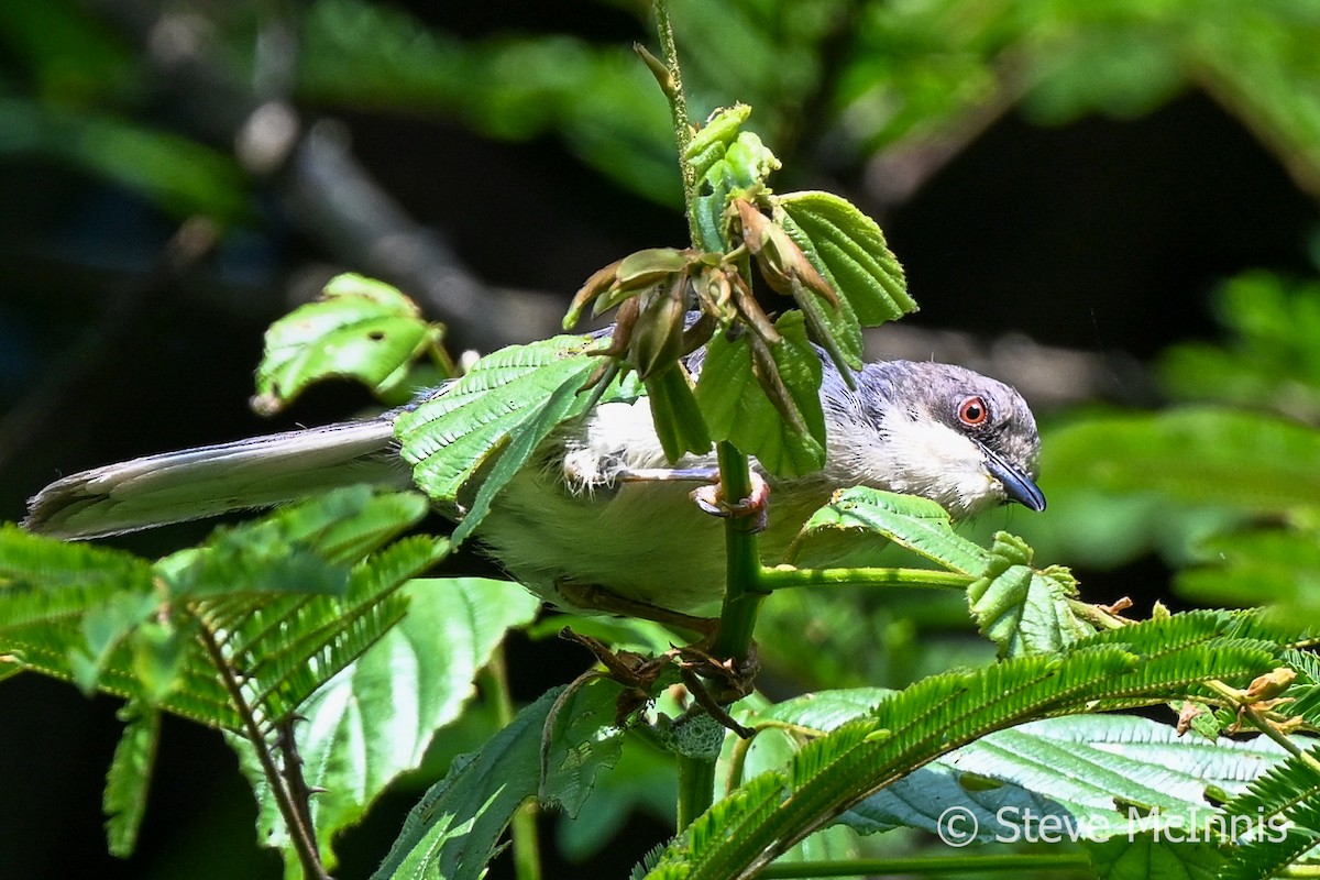 Apalis Gorjirrufo - ML595410381