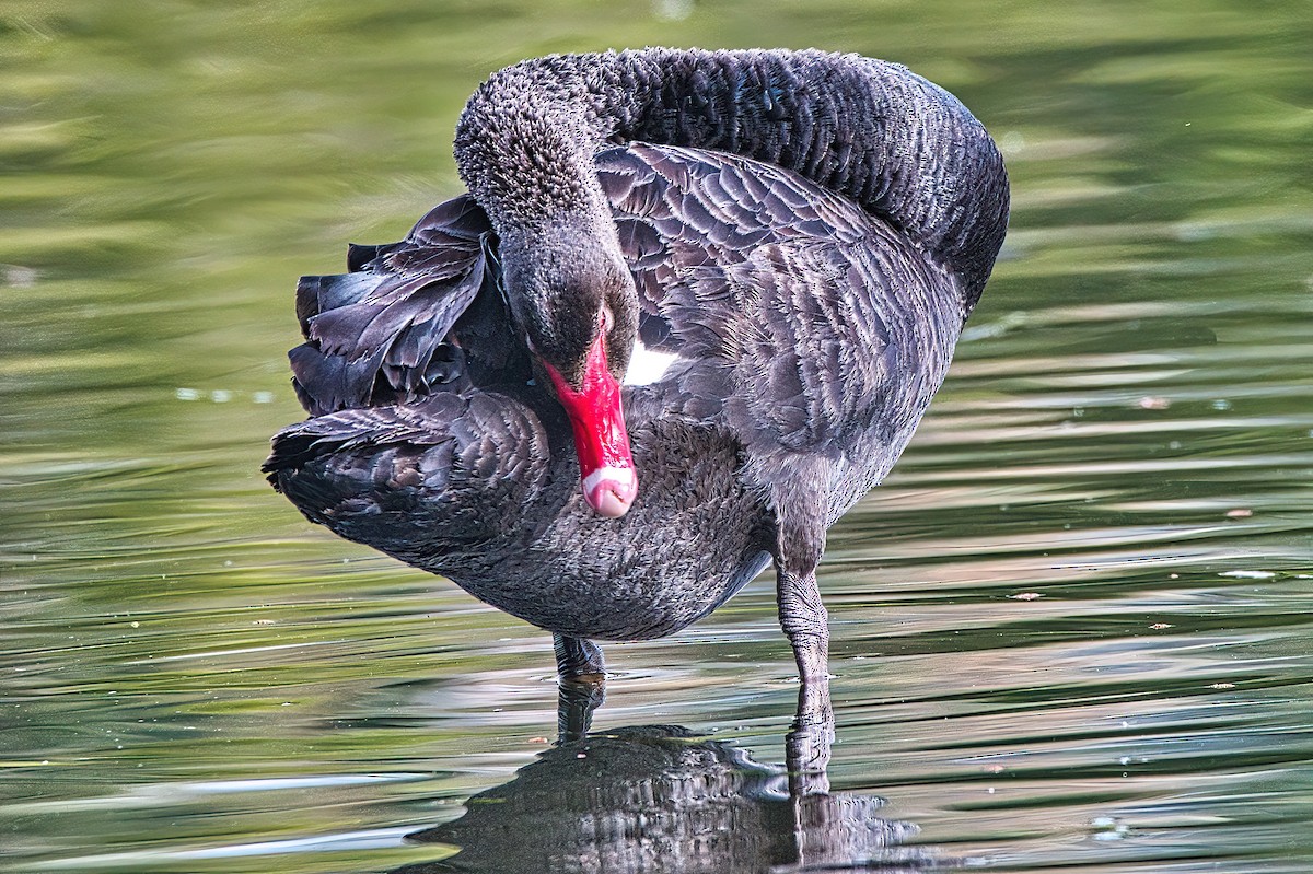 Black Swan - ML595410431