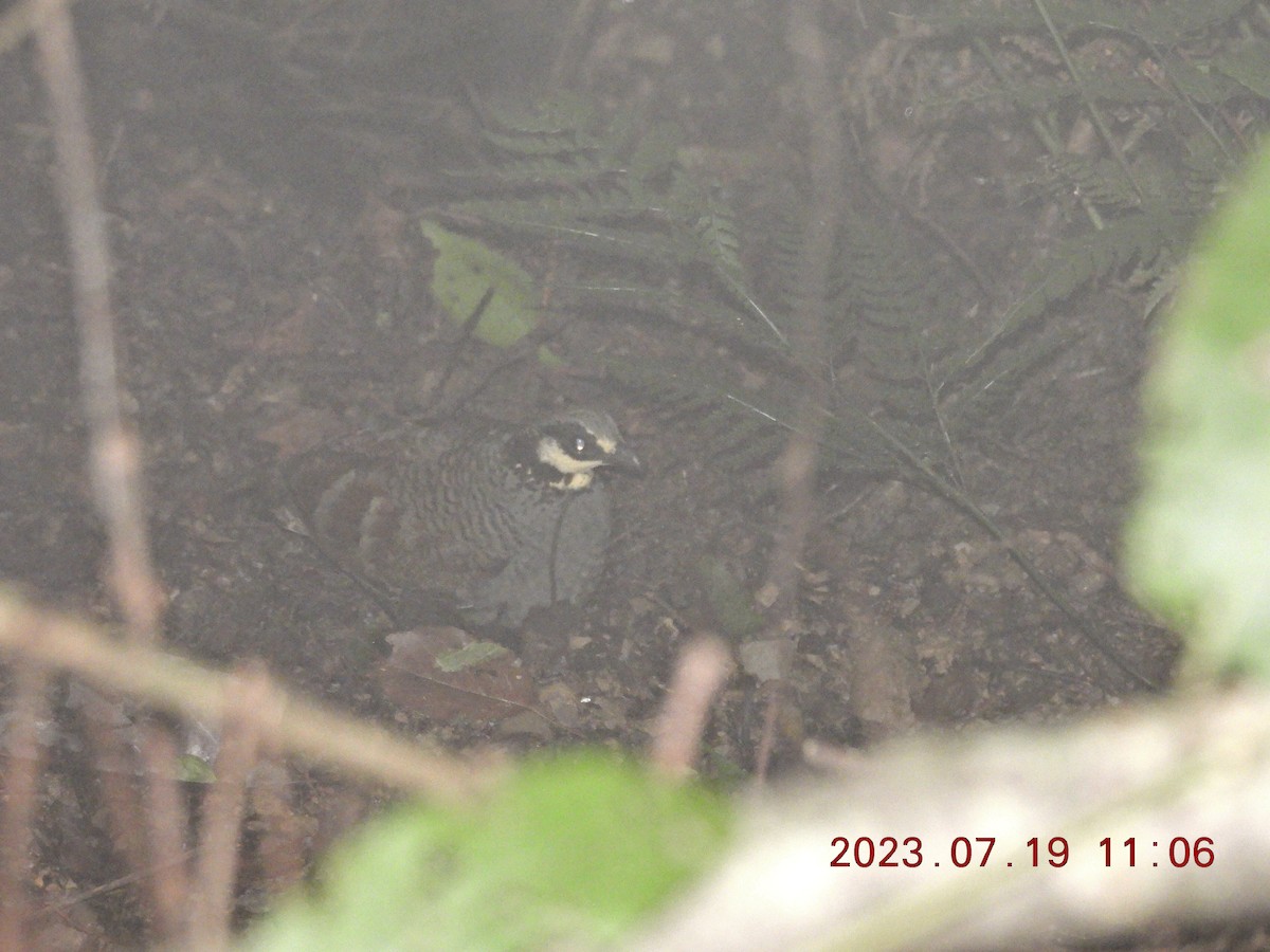 Taiwan Partridge - ML595410451