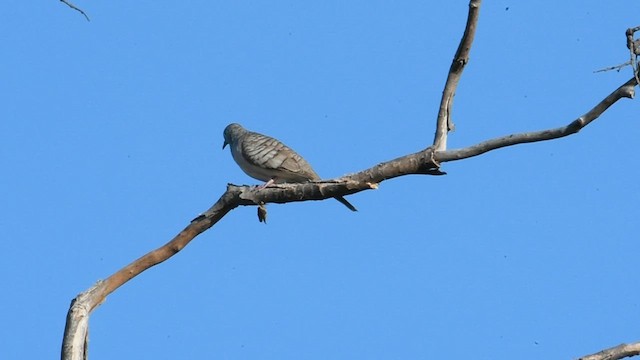 Peaceful Dove - ML595410831