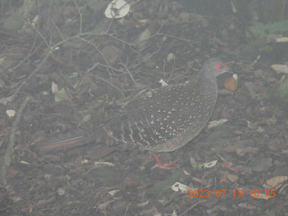 Swinhoe's Pheasant - ML595410921