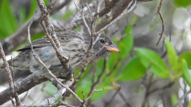 Common Cactus-Finch - ML595411361