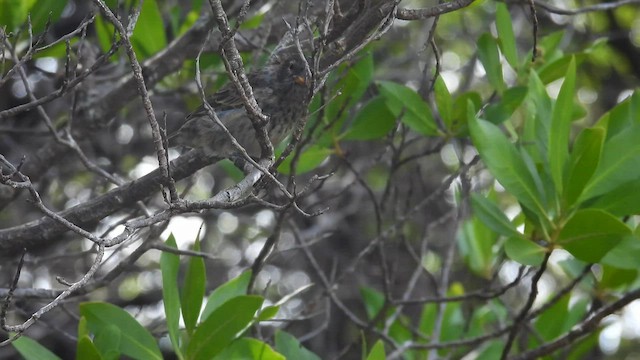 Common Cactus-Finch - ML595411371