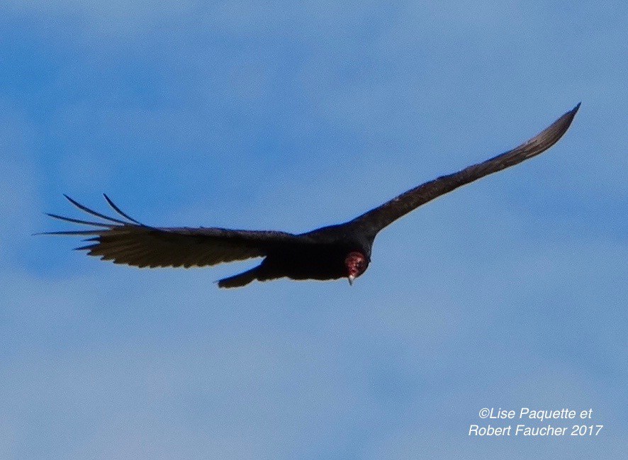 Turkey Vulture - ML59541141