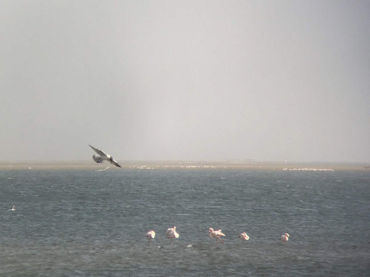 Caspian Tern - ML595412101