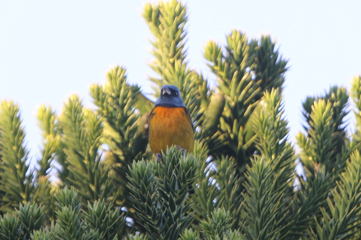 Blue-and-yellow Tanager - Ian Thompson