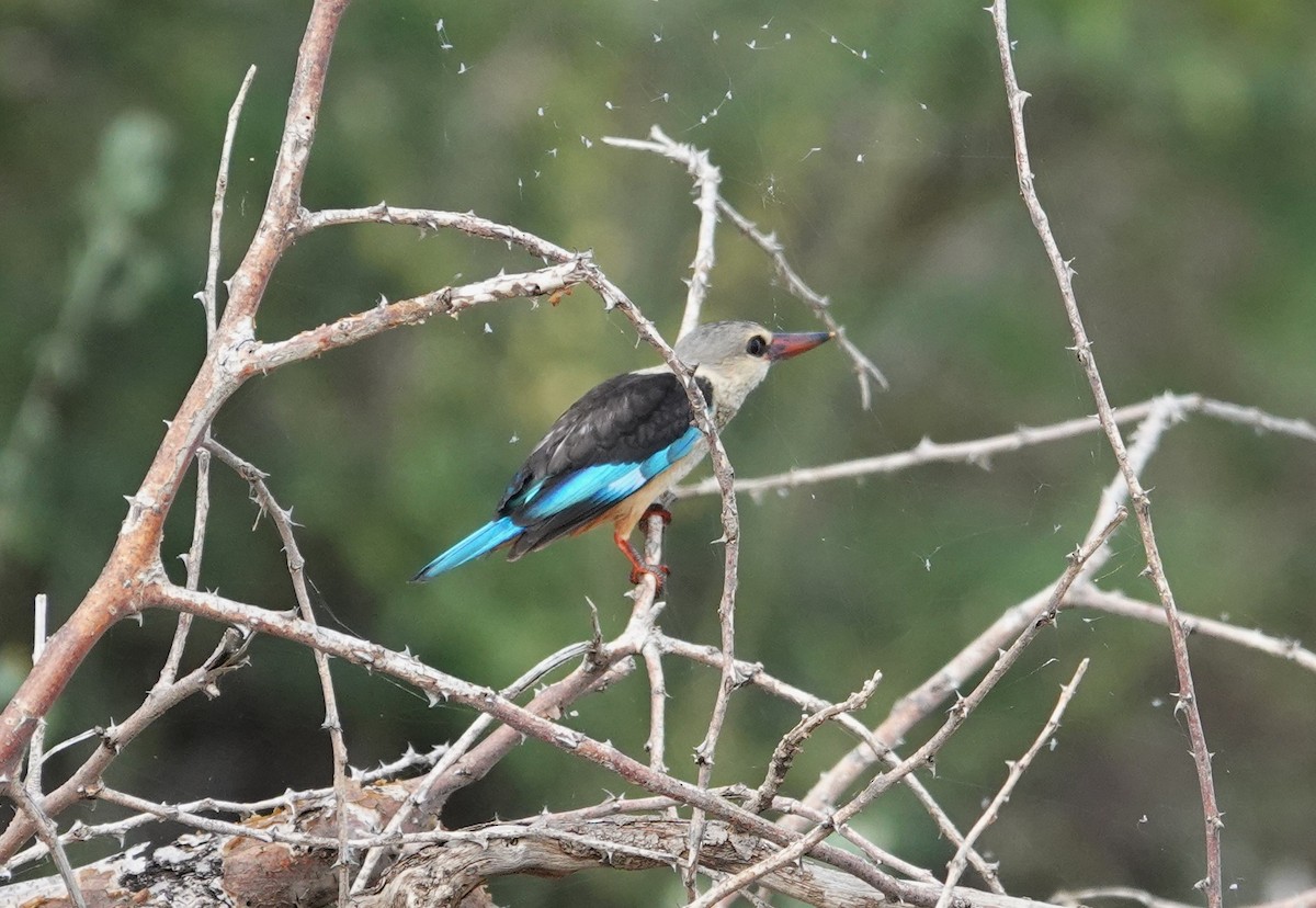 Gray-headed Kingfisher - ML595412131