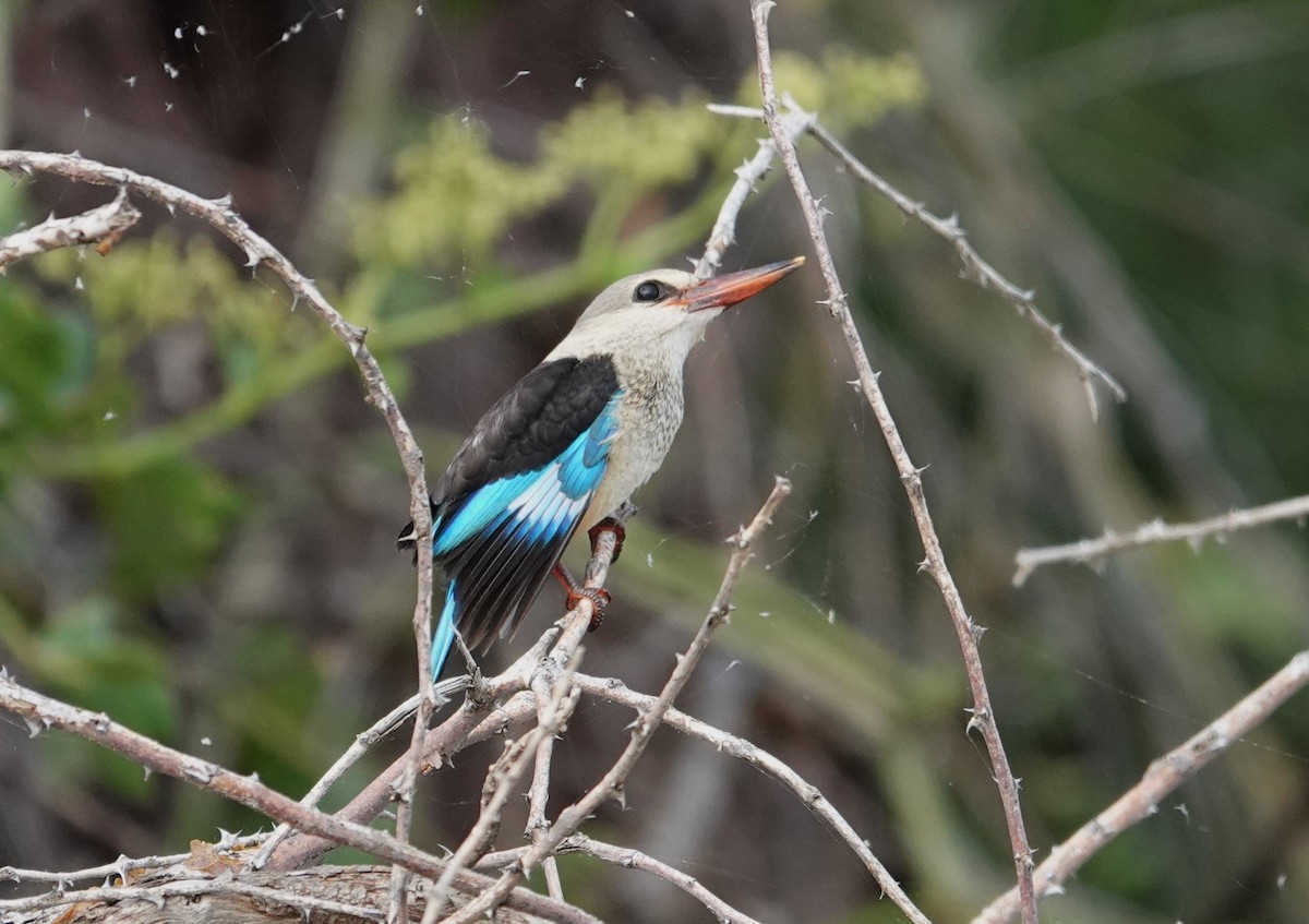 Gray-headed Kingfisher - ML595412141