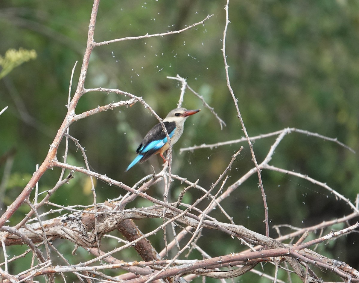 Gray-headed Kingfisher - ML595412151