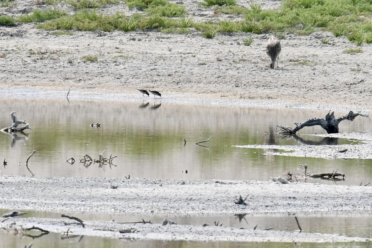 Little Stint - ML595412341