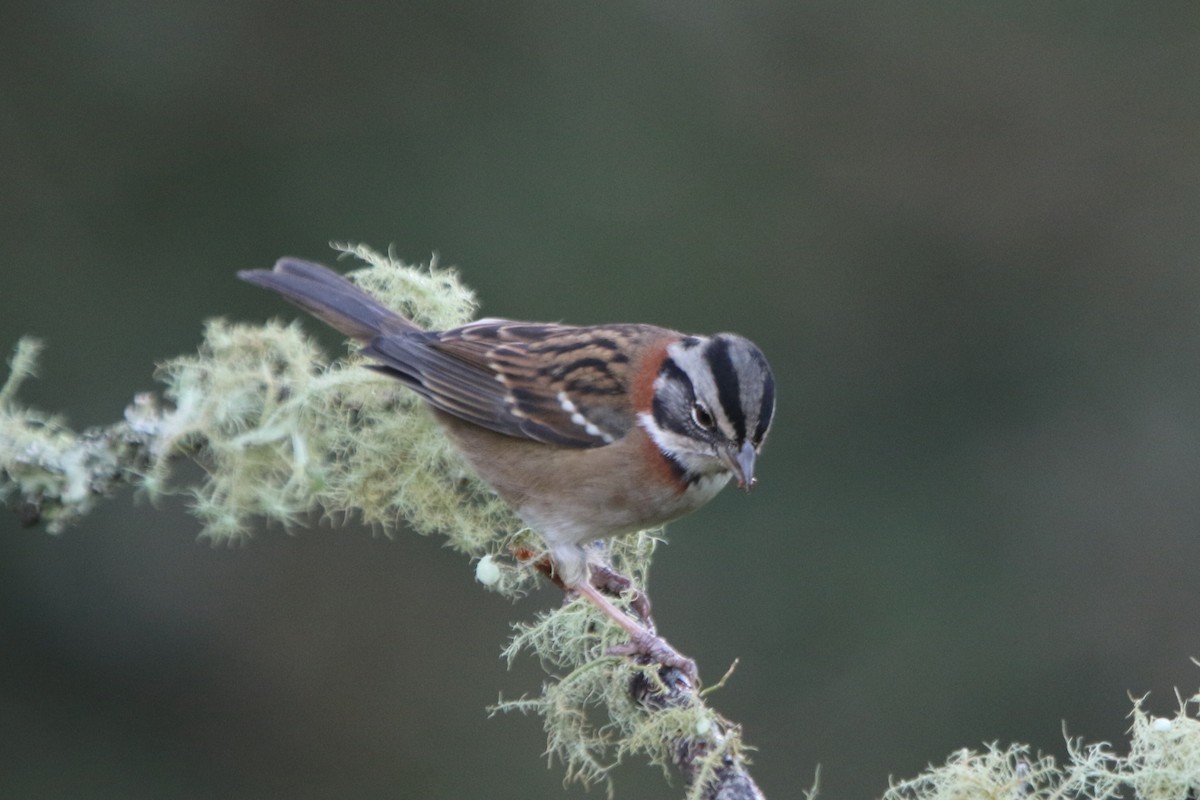 Rufous-collared Sparrow - Ian Thompson