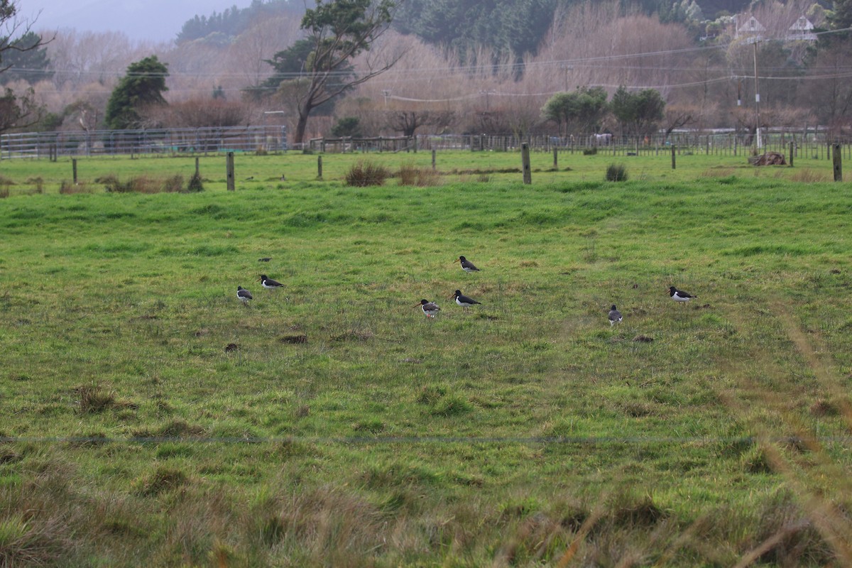 South Island Oystercatcher - Geoff de Lisle