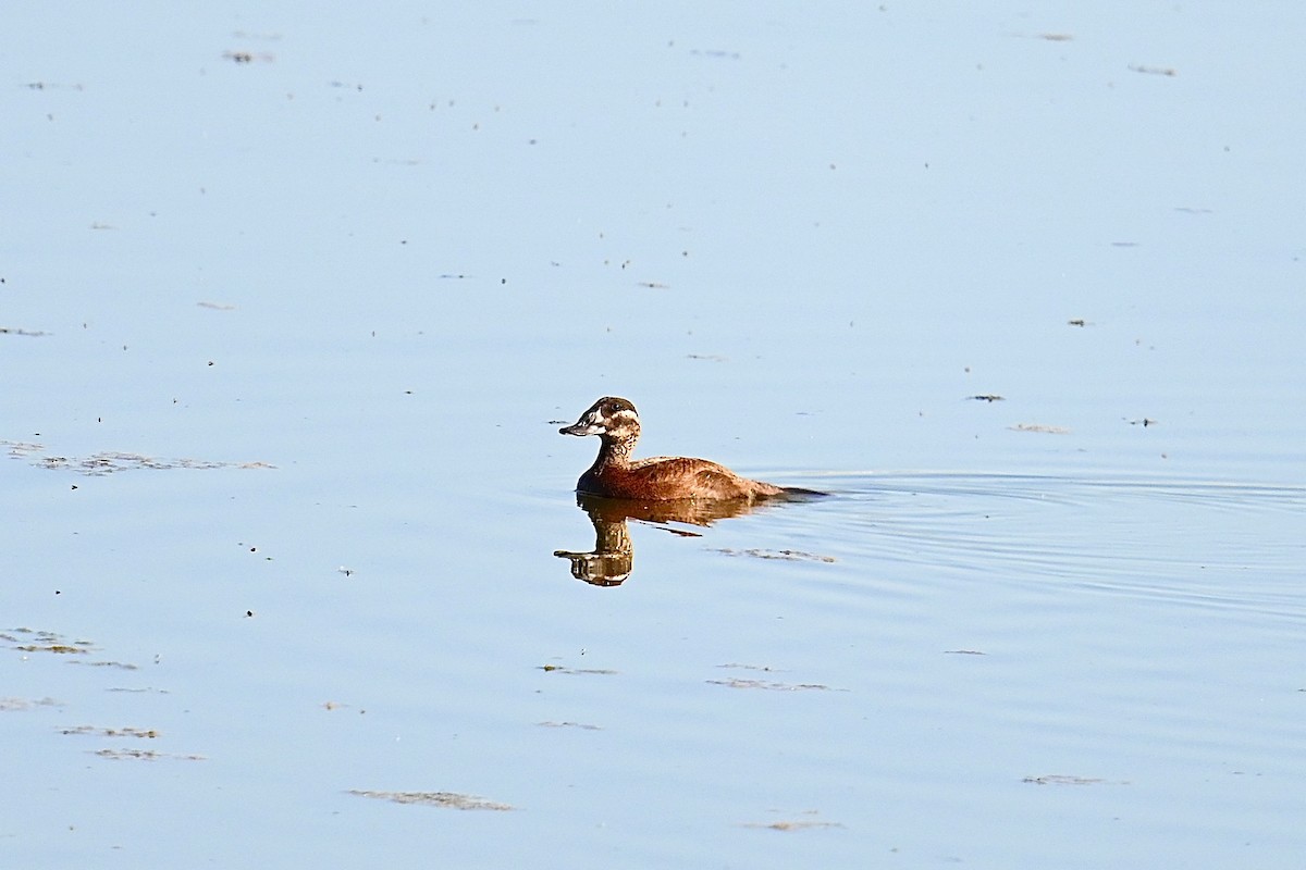 White-headed Duck - ML595413201