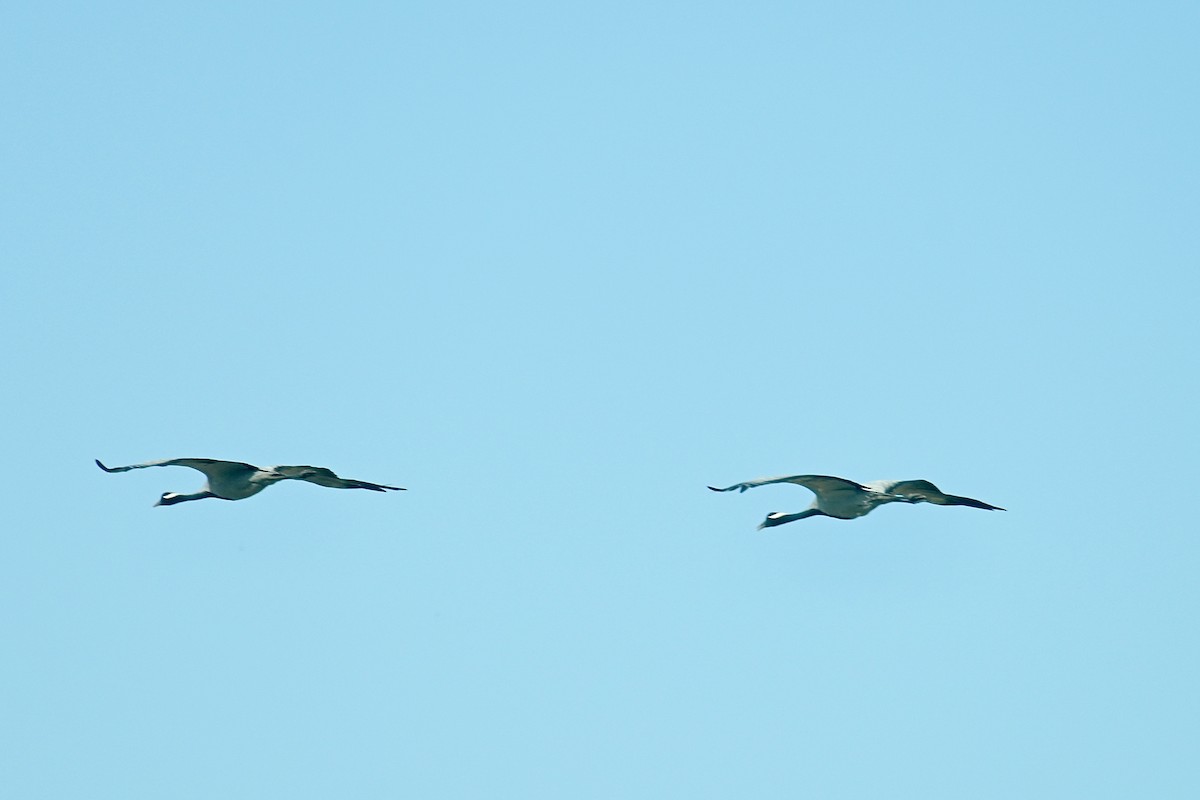 Demoiselle Crane - Dong Qiu