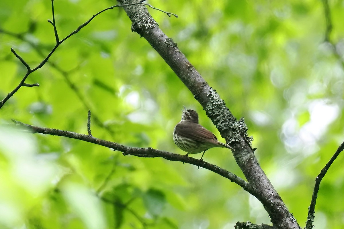 Northern Waterthrush - ML595413891