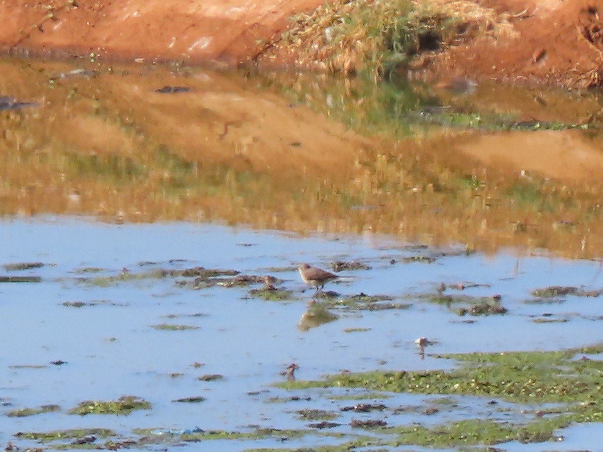 Cape Wagtail - ML595414051