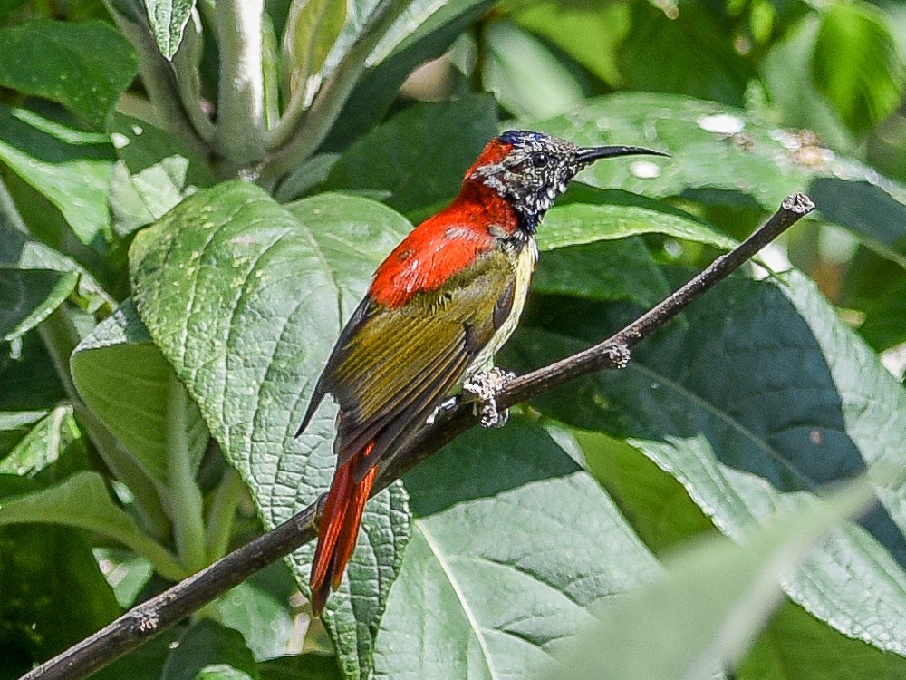Fire-tailed Sunbird - ML595414061