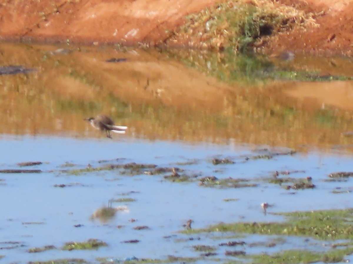 Cape Wagtail - ML595414081