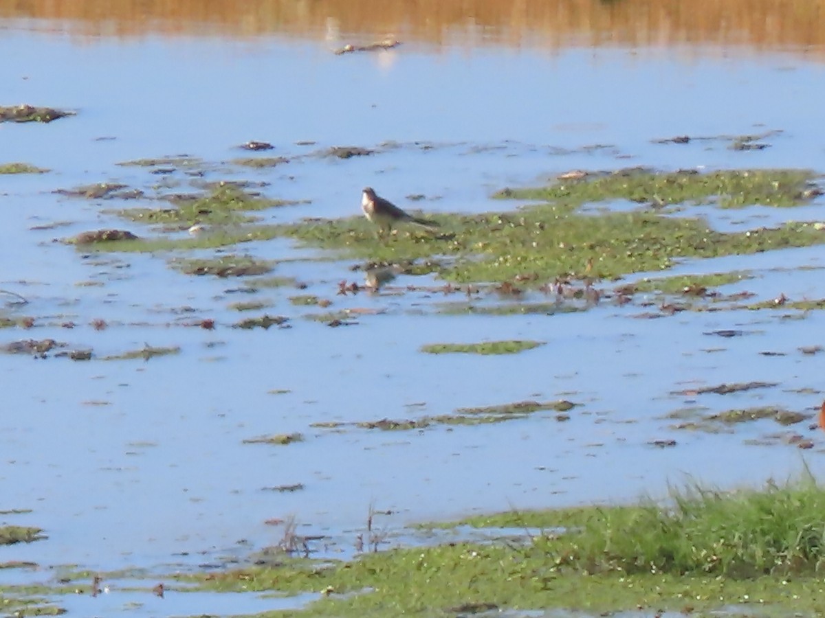 Cape Wagtail - ML595414111