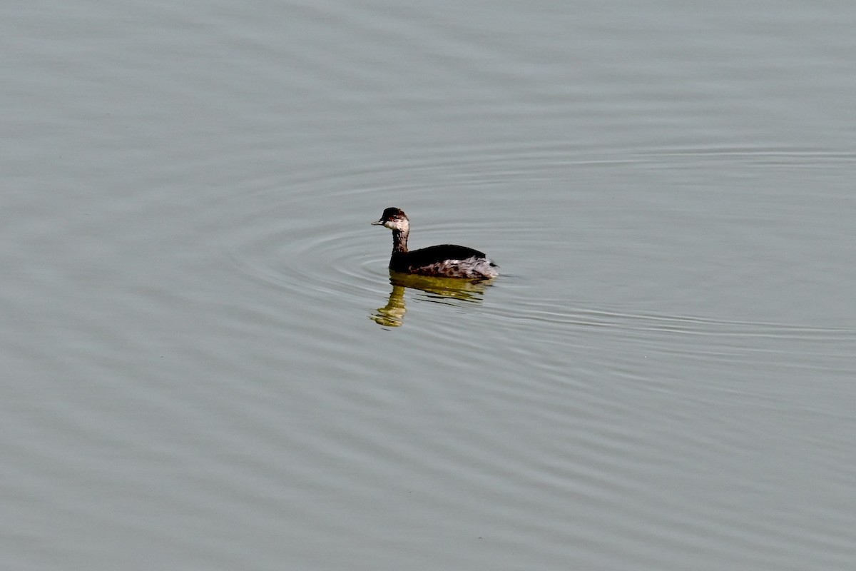 Eared Grebe - ML595414141