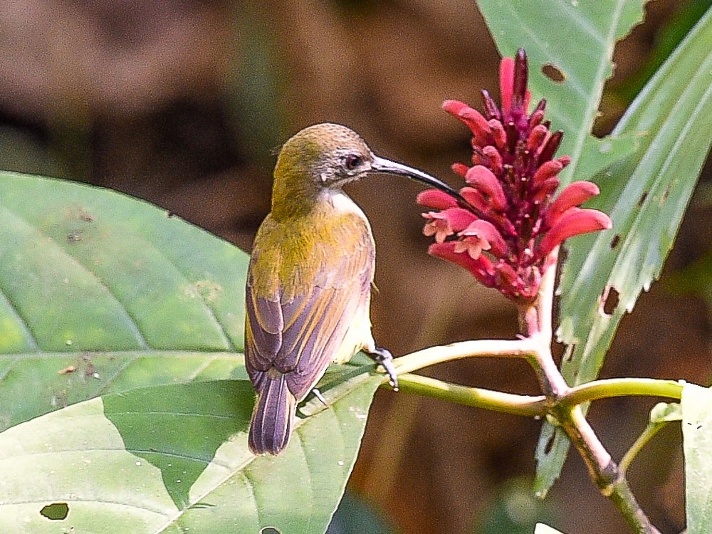 Little Spiderhunter - ML595414171