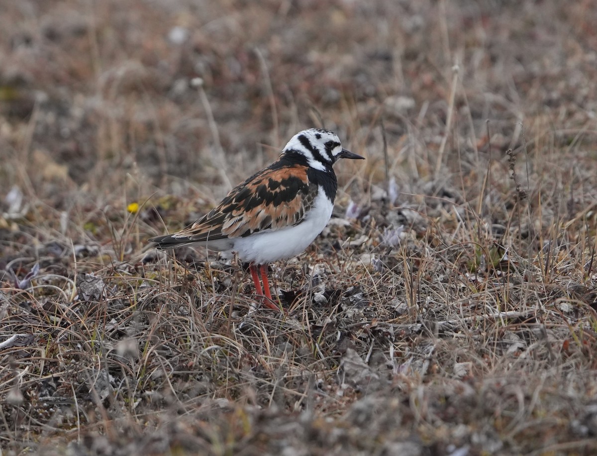 Ruddy Turnstone - ML595414271