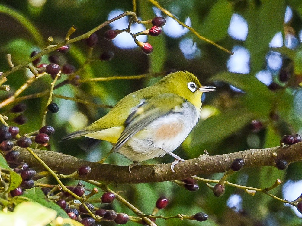 Chestnut-flanked White-eye - ML595414321