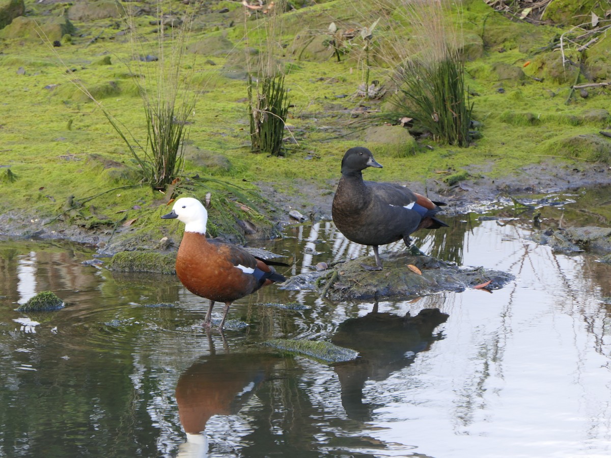 Paradise Shelduck - ML595414471