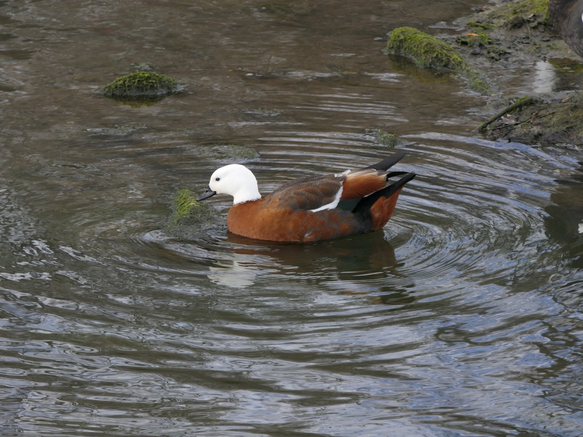 Paradise Shelduck - ML595414491