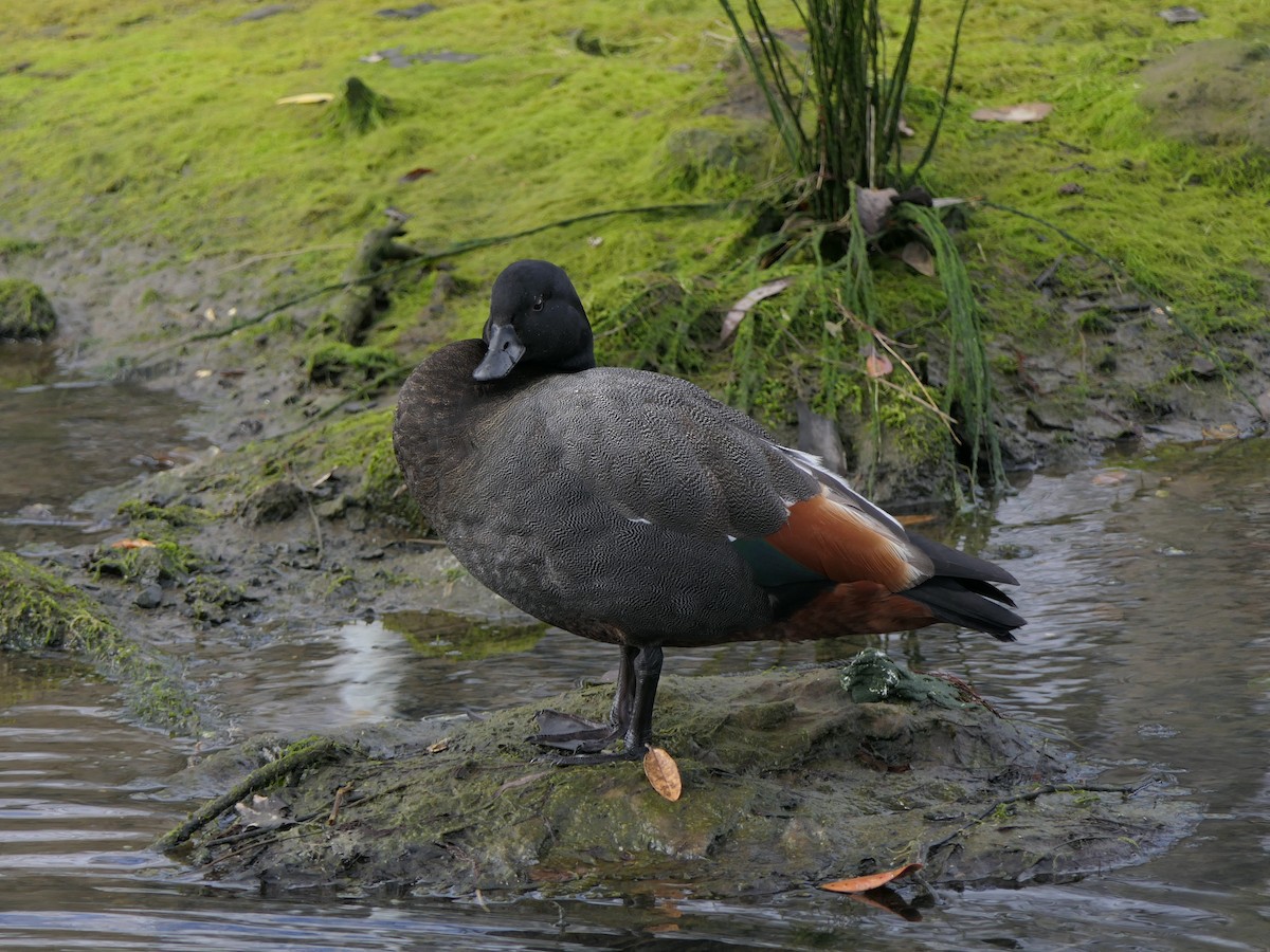 Paradise Shelduck - ML595414531