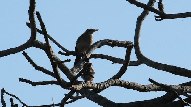 Rufous Songlark - ML595414671