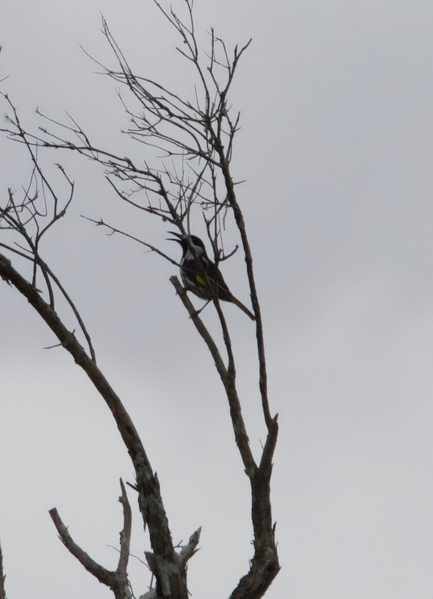 White-cheeked Honeyeater - Yvonne van Netten