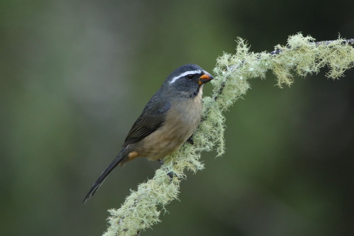 Thick-billed Saltator - ML59541681