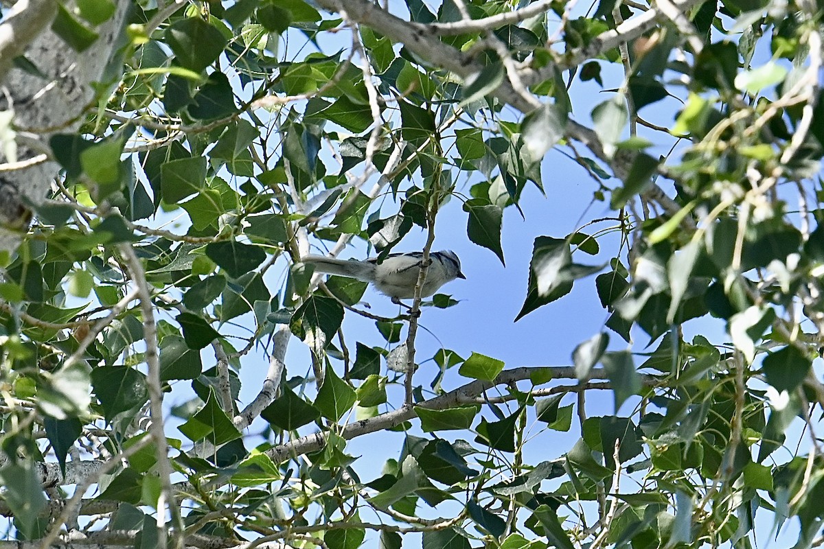 Azure Tit - Dong Qiu