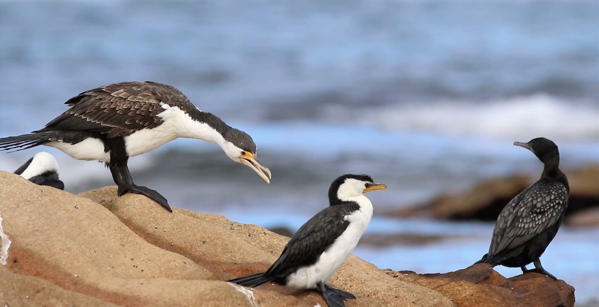 Pied Cormorant - ML595417321